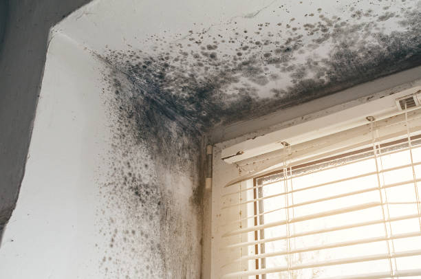 Affordable Mold Removal solutions in Salem, NC